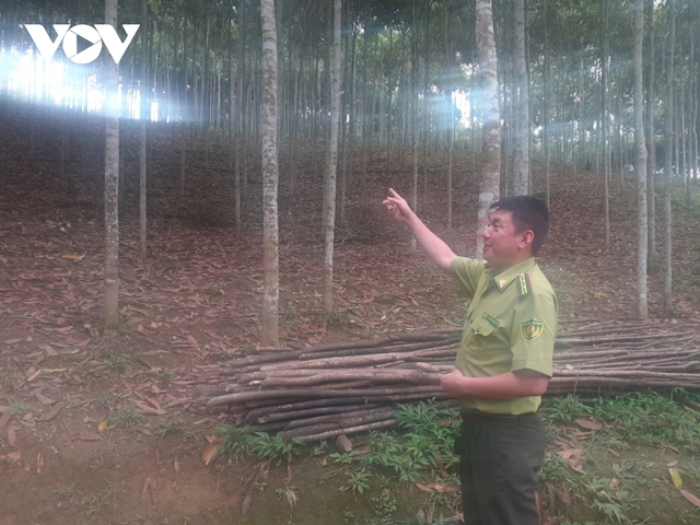 Nhiều tỷ phú chân đất đi lên từ cây quế - Ảnh 1. Nhiều tỷ phú chân đất đi lên từ cây quế - Ảnh 1.